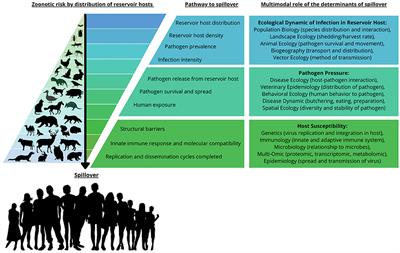 Evolution, Ecology, and Zoonotic Transmission of Betacoronaviruses: A Review